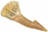 Bargain, Fossil Sawfish (Onchopristis) Rostral Barb - Morocco #366674-1